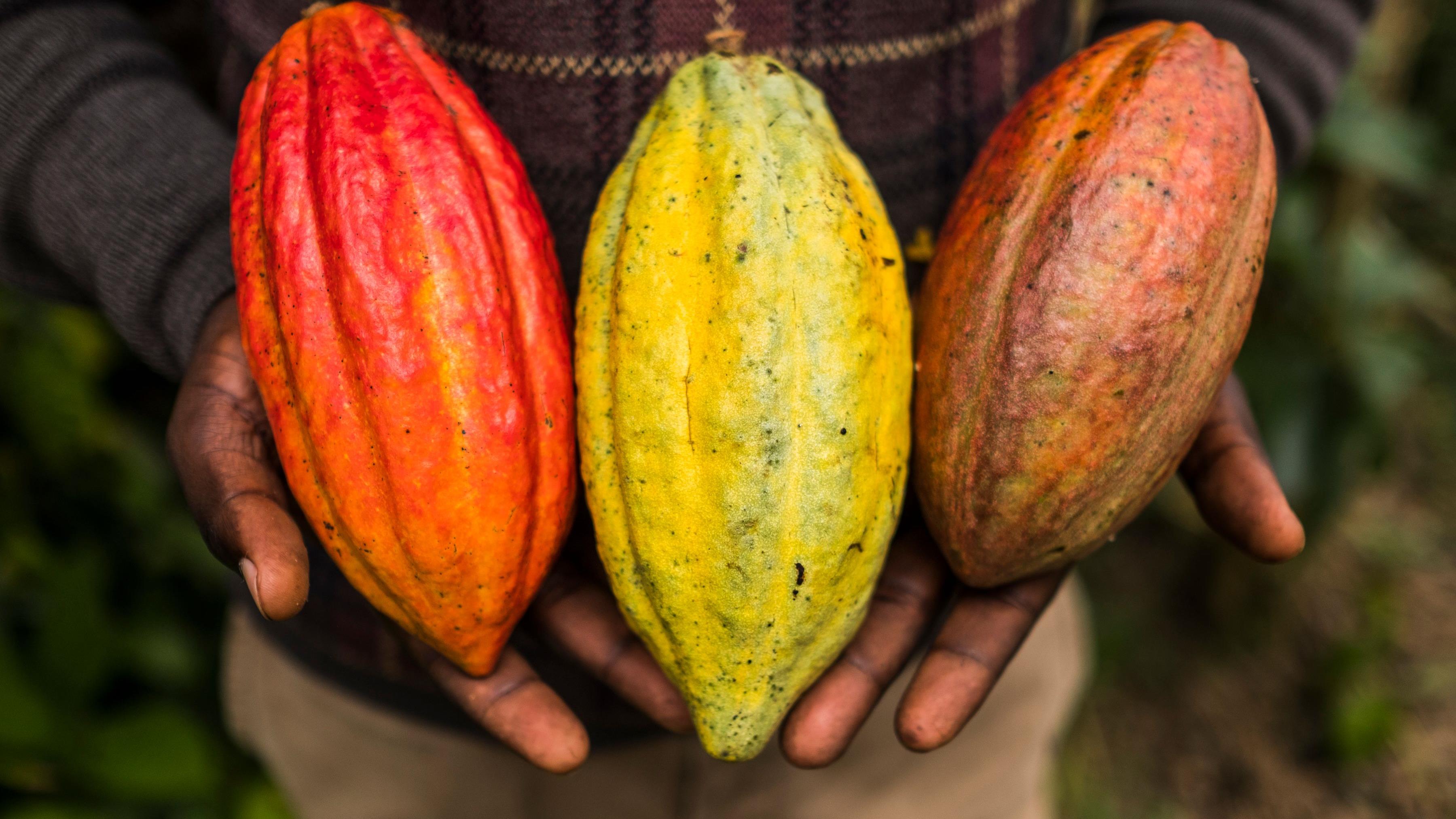 En Amérique centrale, le cacao est en danger. Qui pourra le sauver?