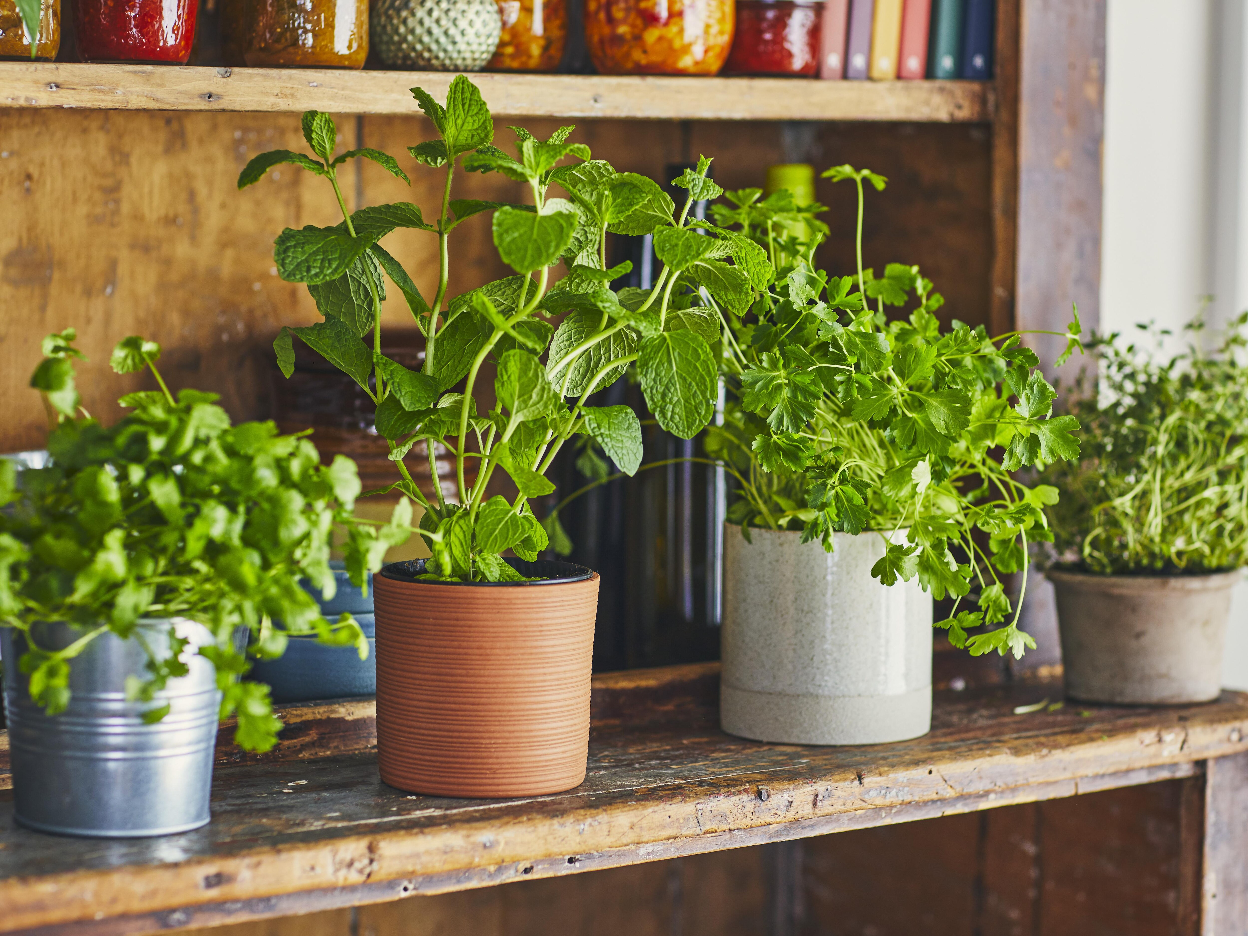 Quel modèle de potager d'intérieur choisir pour vos légumes et fines herbes?