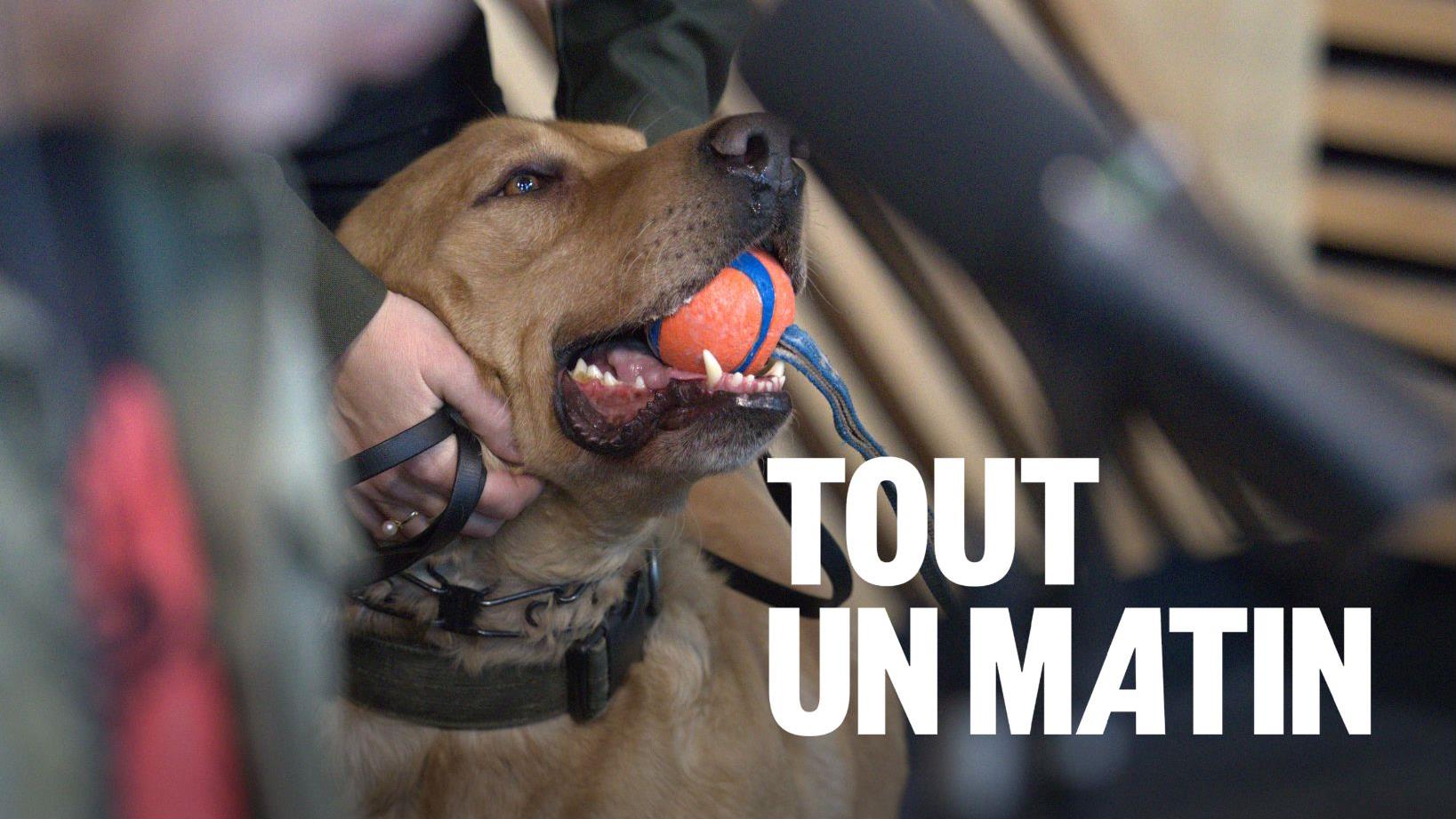 Reggie, le premier chien renifleur de restes humains au Québec