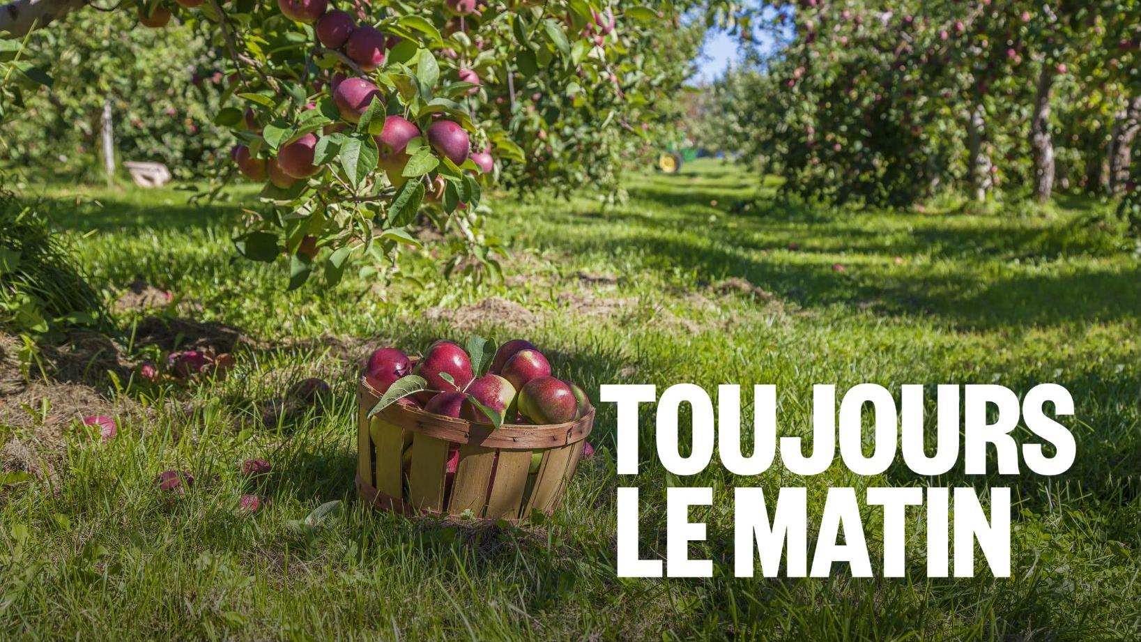 La saison des pommes devrait être écourtée