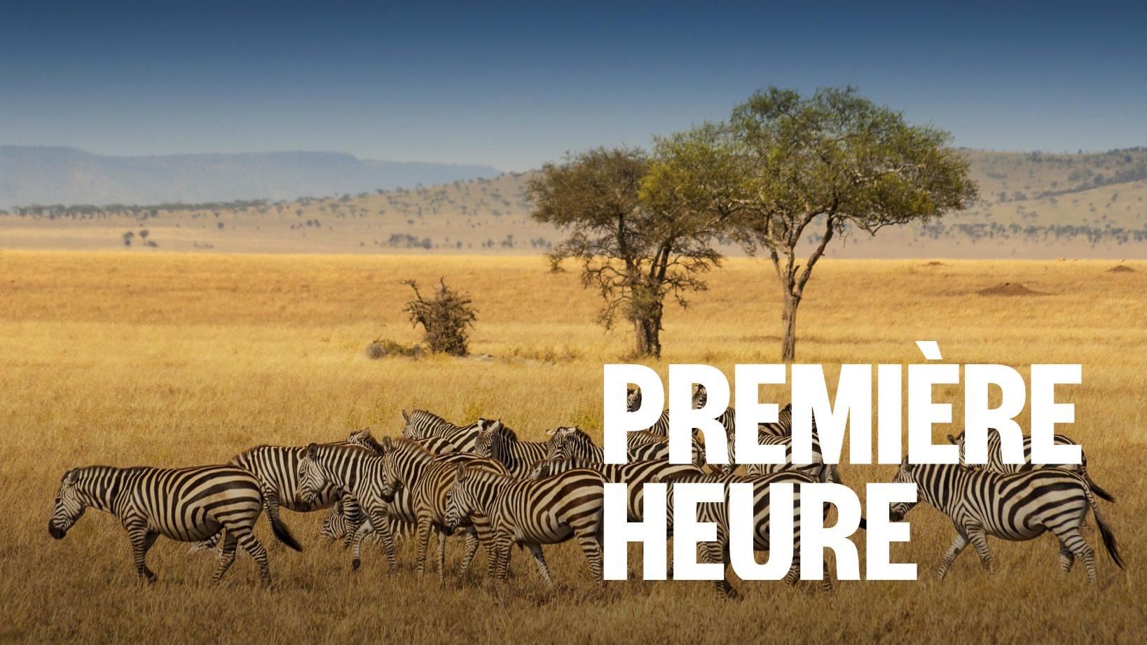 Un québécois pour explorer les Safaris de la Tanzanie