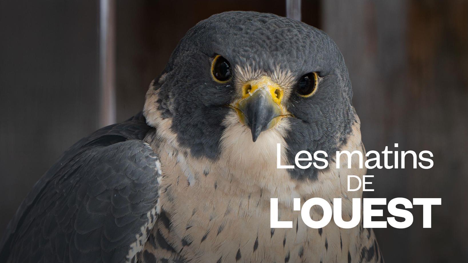 La performance humaine aux Jeux olympiques rappelle les puissances du règne animal