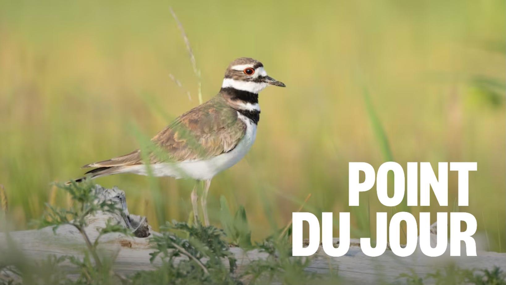 Un premier atlas des oiseaux nicheurs en Saskatchewan