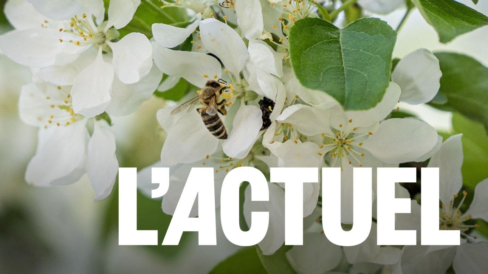 Les insectes changent de comportement pour survivre en hiver