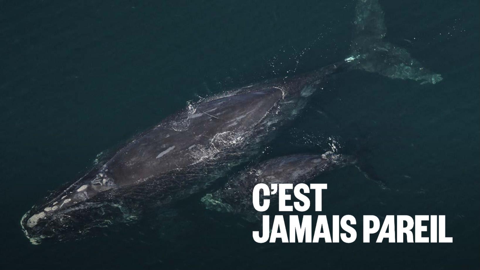 Comment les baleines sont-elles dénombrées?