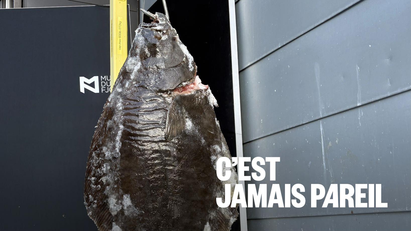 Vers une deuxième pêche scientifique au flétan?