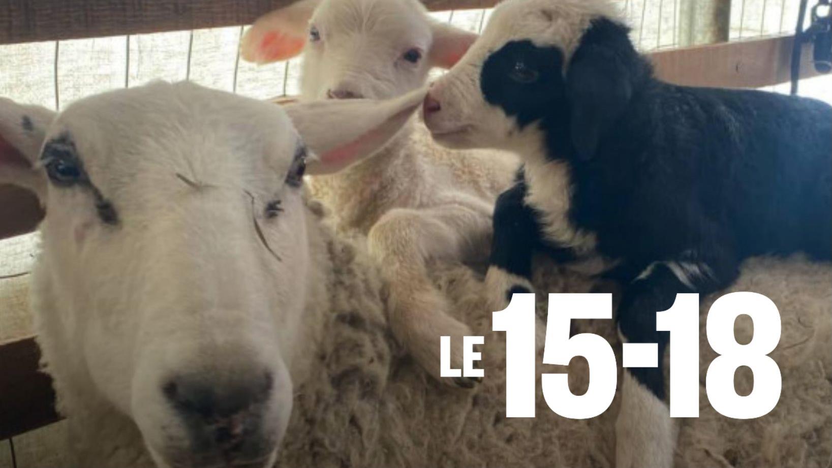La ferme du Centre de la nature de Laval remplacée par une fermette mobile estivale
