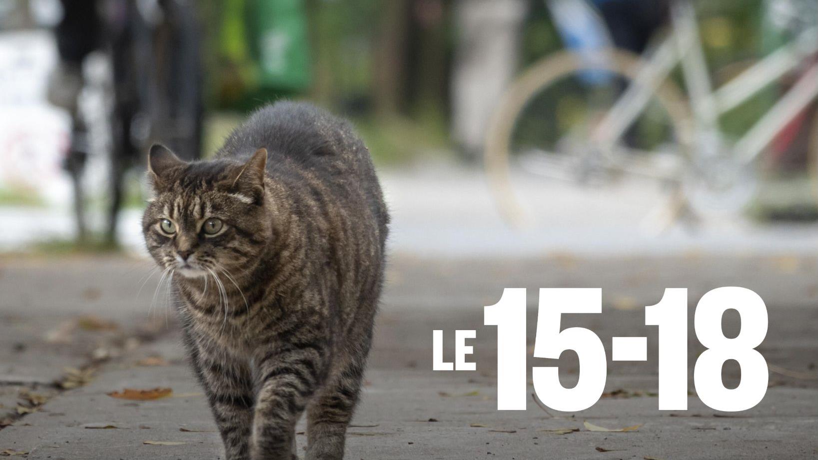 Une nouvelle manière de gérer les chats errants à Laval