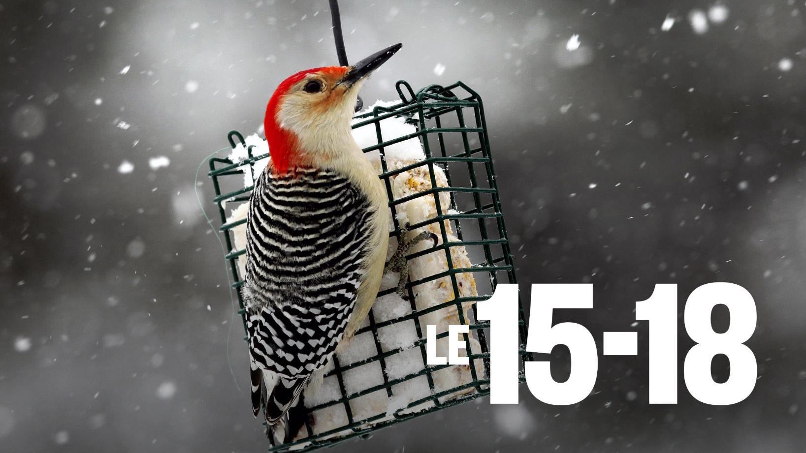 Nourrir les oiseaux en hiver : bonne ou mauvaise idée?