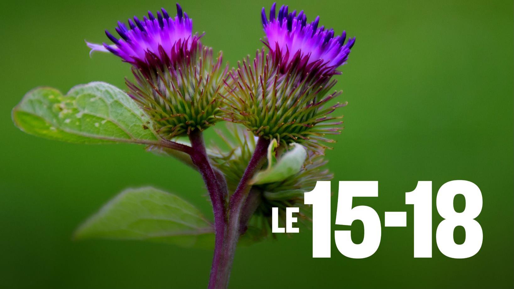 Les « forestibles », des aliments méconnus de nos forêts