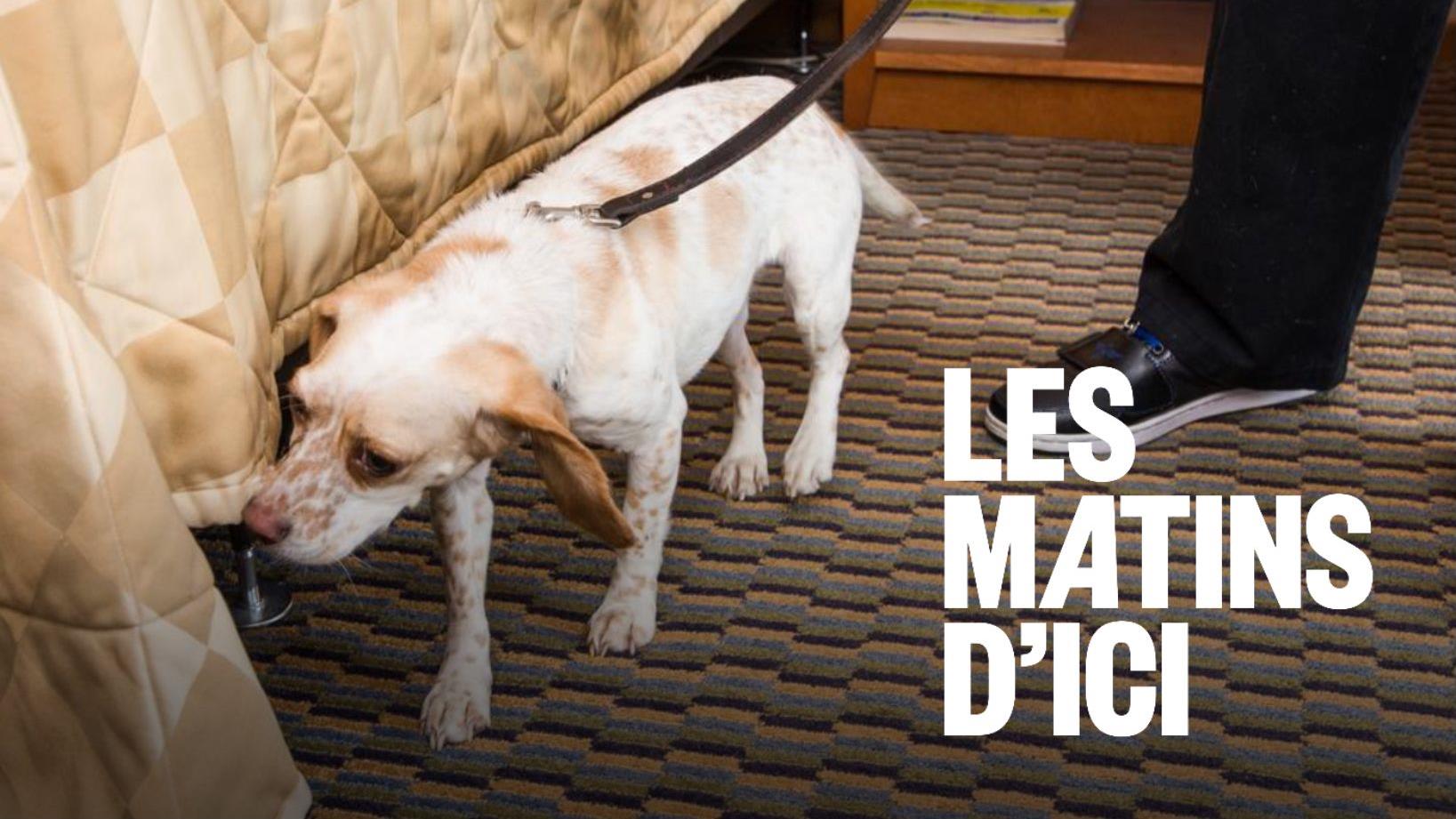 Des chiens renifleurs, arme secrète contre les punaises de lit