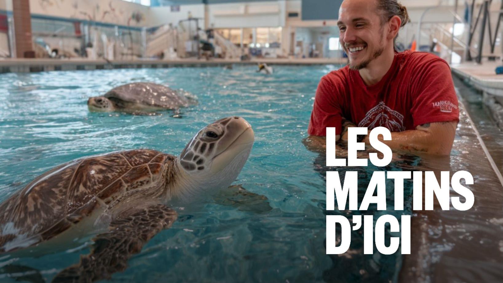 Poisson d’avril : nager avec les tortues à Gatineau