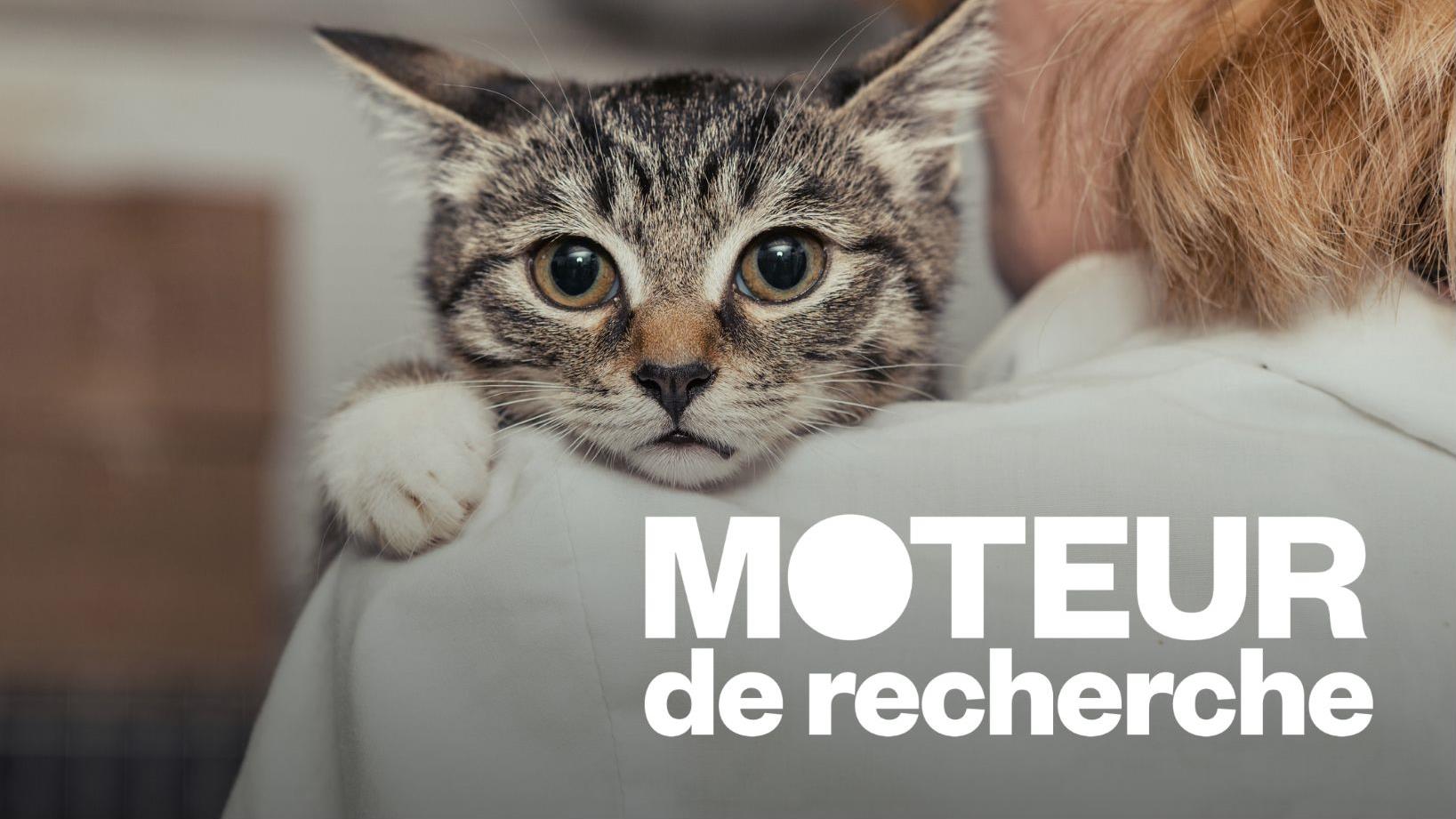Qu'estce qui cause l'acné chez le chat?