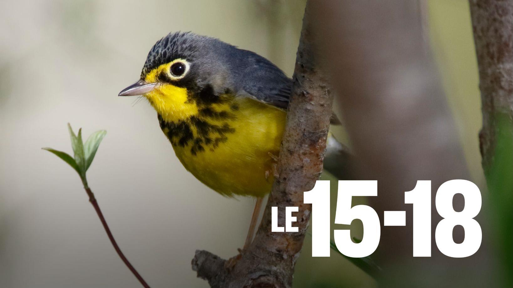 Donner des ailes à l’ornithologie amateur au Jardin botanique