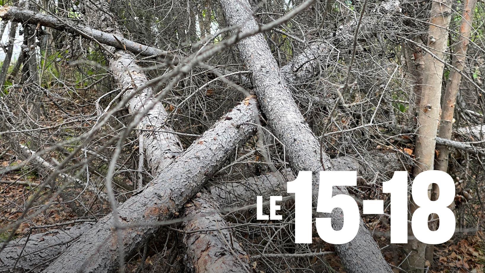 Pas si simple de déclarer la mort d’un arbre