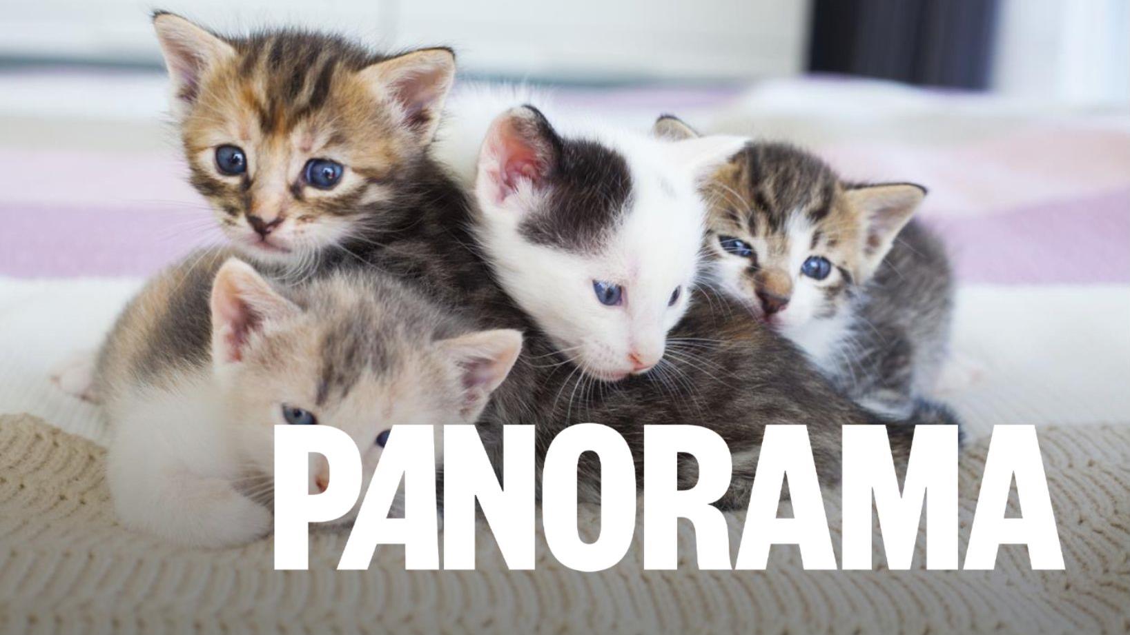 Une campagne pour stériliser les animaux de compagnie