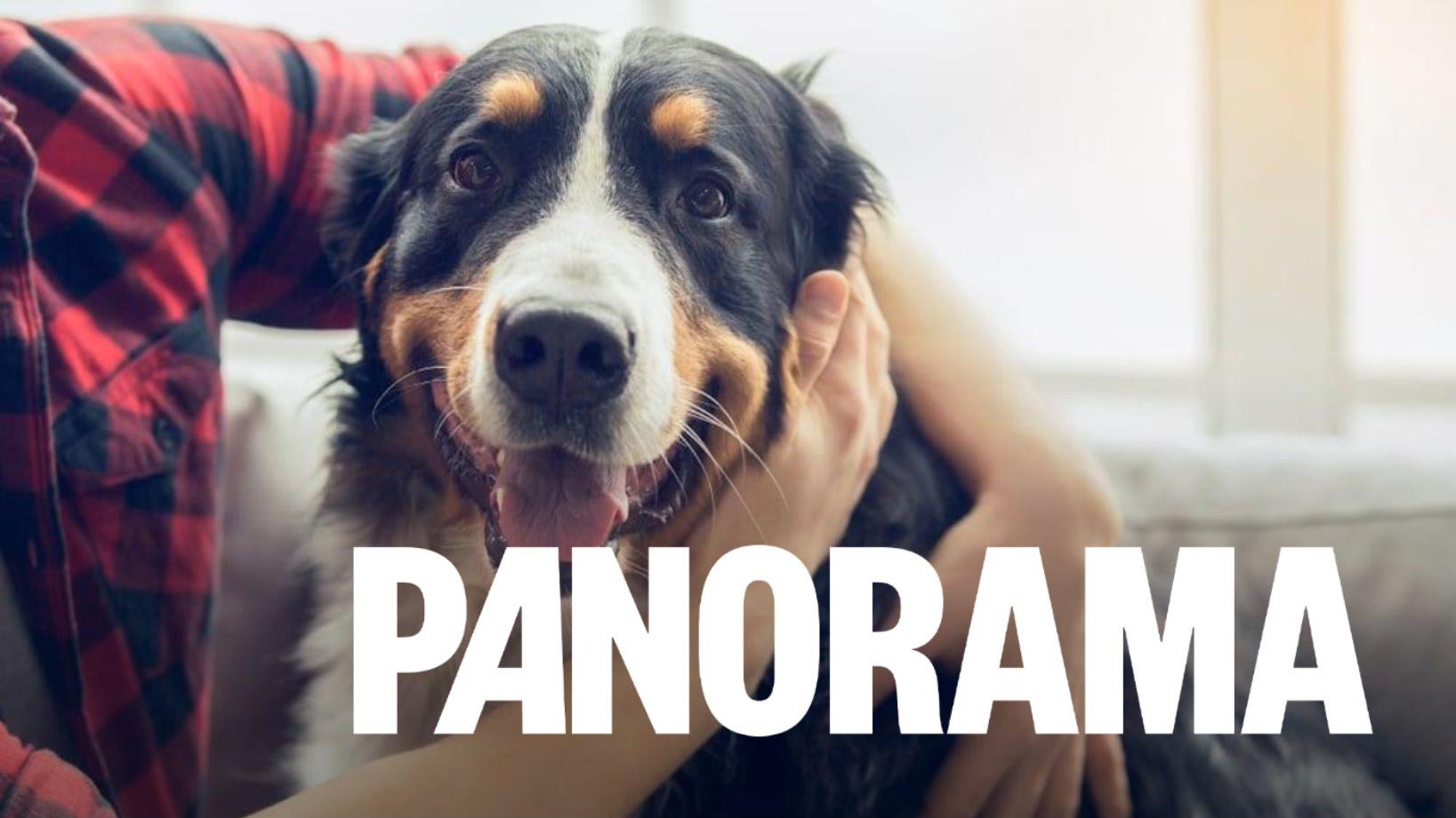 6 questions avant d’adopter un chien adulte