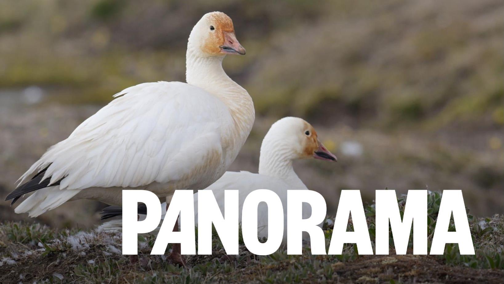 Le déclin des oiseaux s’accélère en Amérique du Nord