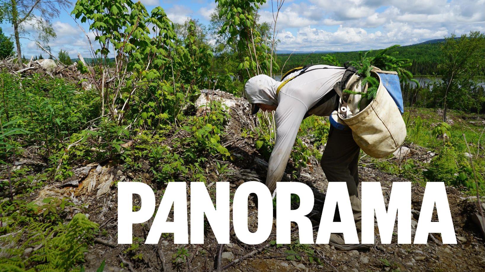 Le secteur de la plantation d’arbres recrute