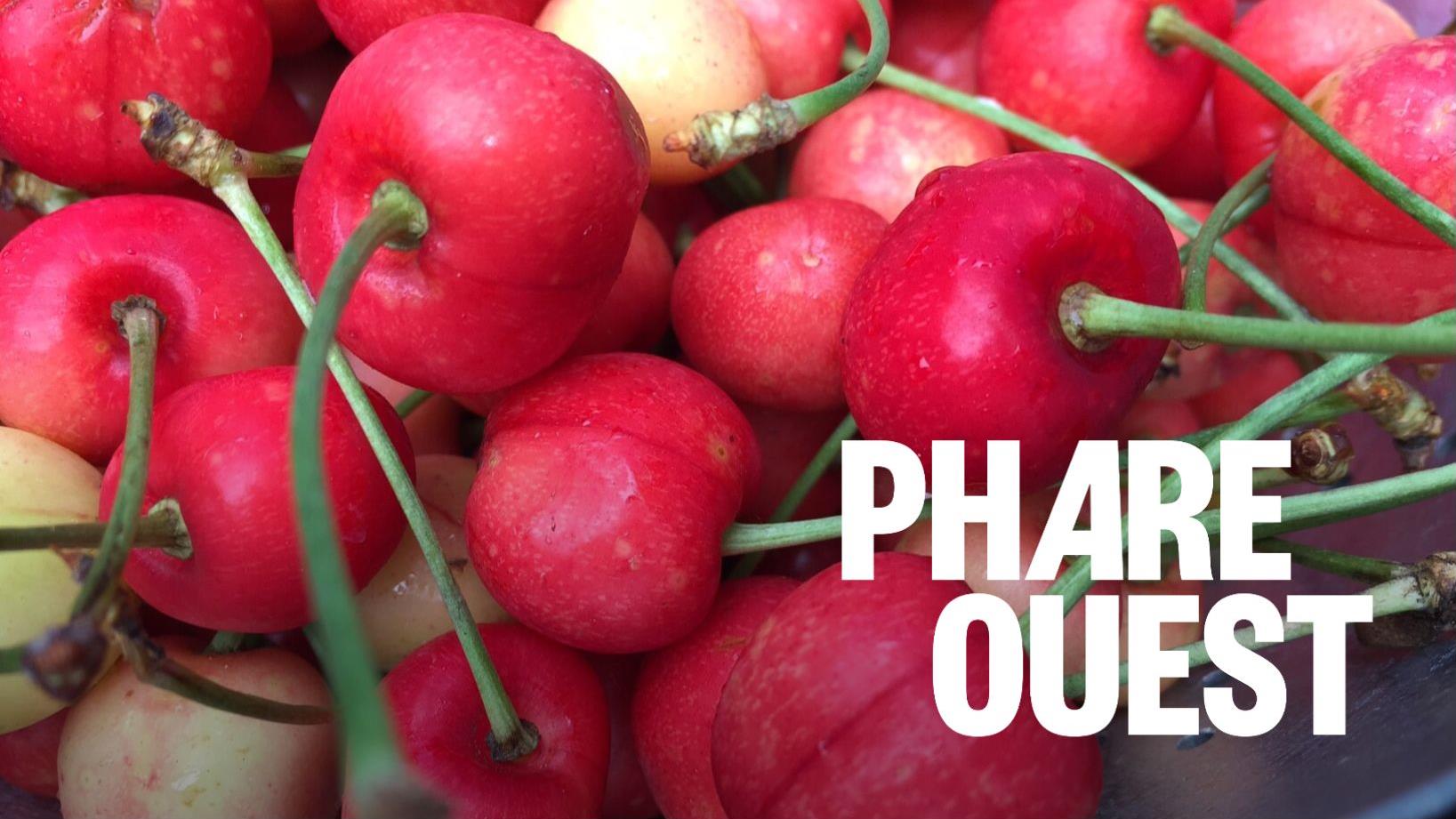 La saison des fruits s’annonce bonne en C.-B.
