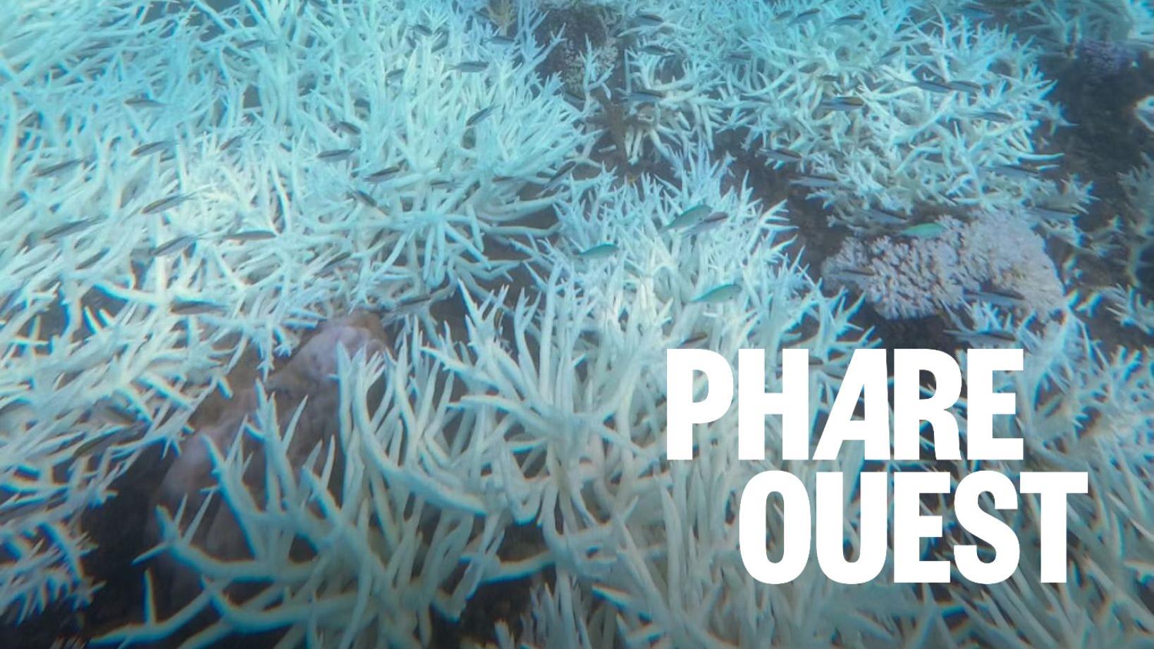 Comment l’acidification des océans affecte les animaux marins?