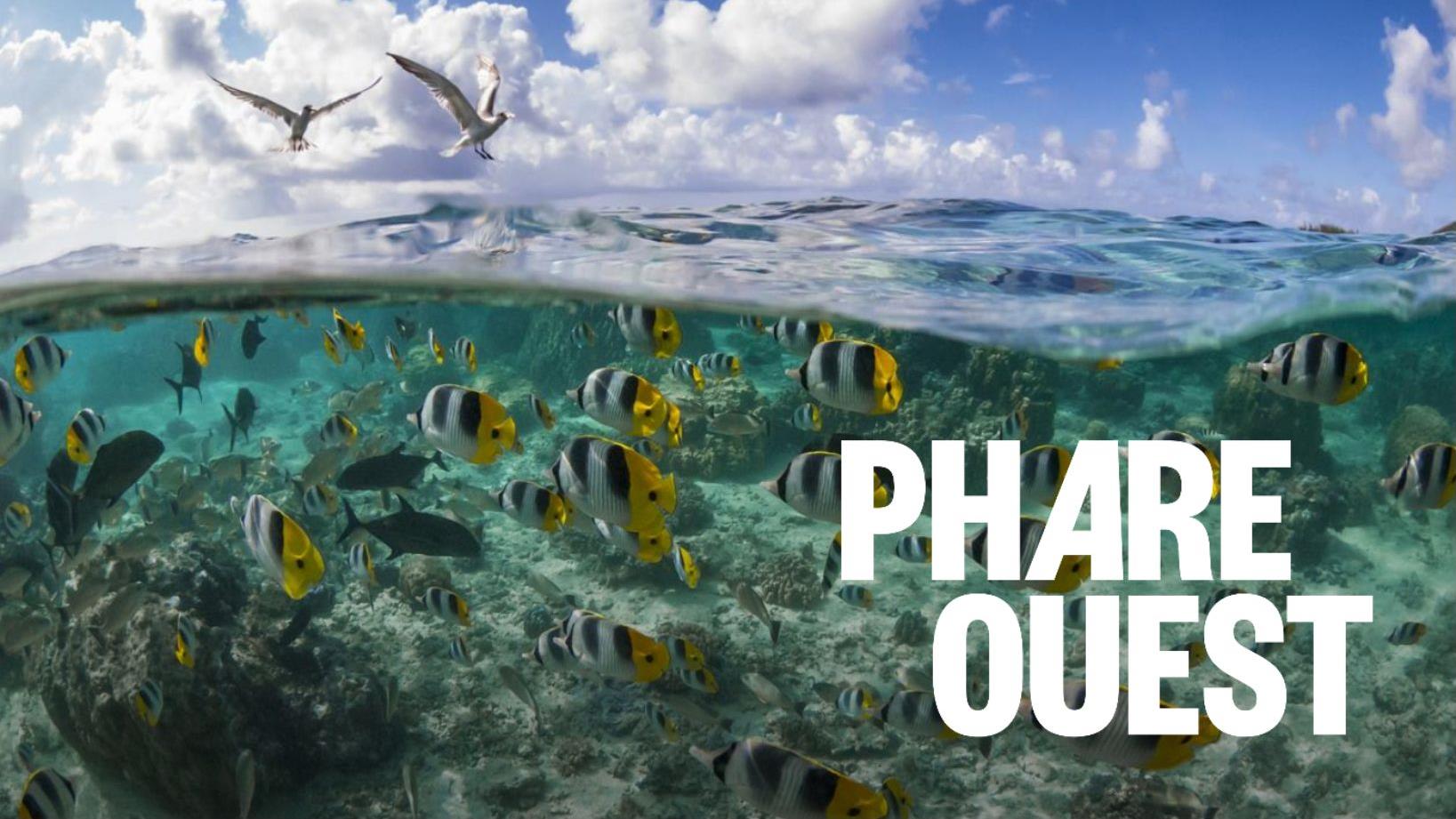 À quoi ressemble le printemps dans la mer?