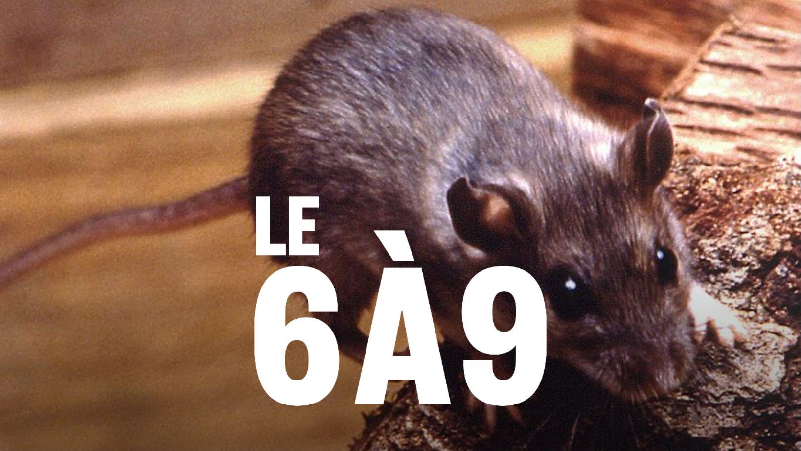 Il y a beaucoup de souris au Manitoba cet hiver, selon un expert