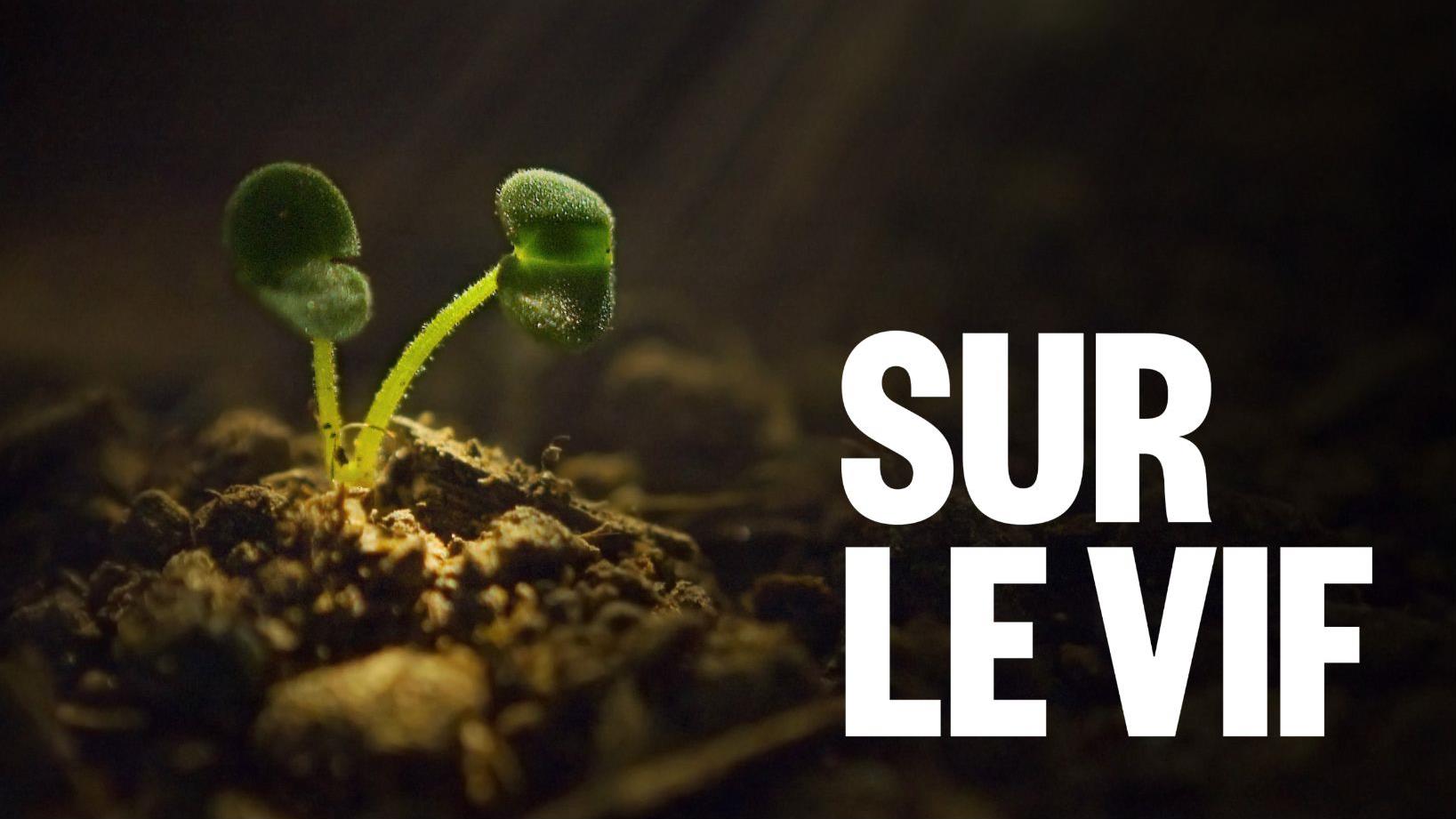 Cultiver des semences pour faire pousser notre histoire