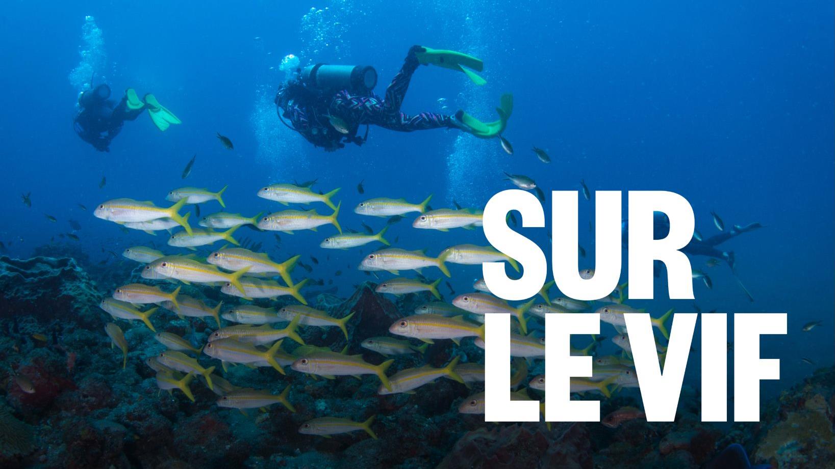 L’île de Saba, un paradis pour la plongée et la randonnée