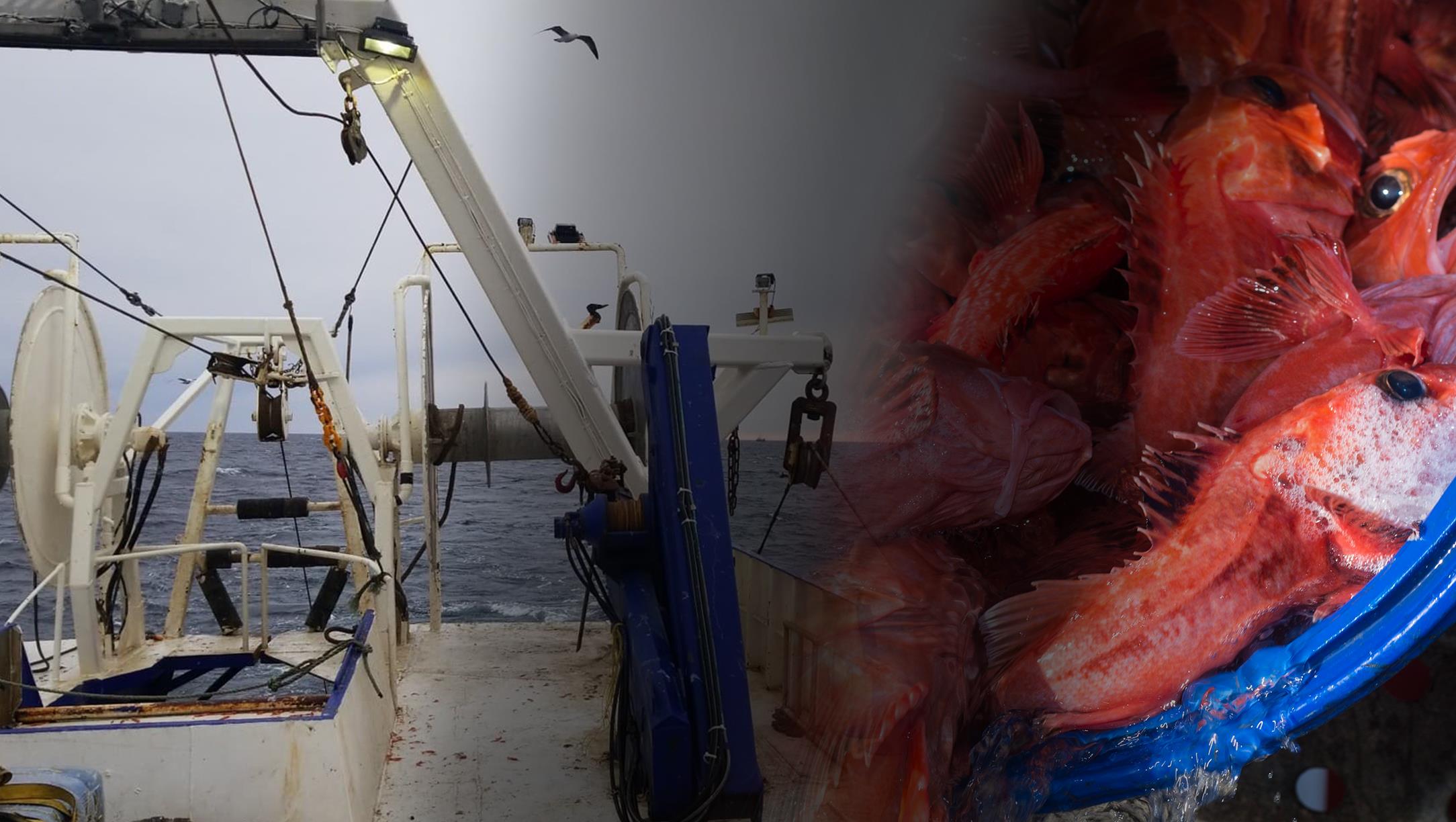 Le sébaste, ce poisson qu'on n'attendait plus ICI RadioCanada.ca