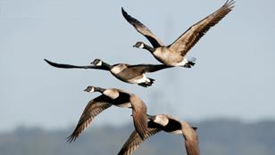 La grande migration des oiseaux