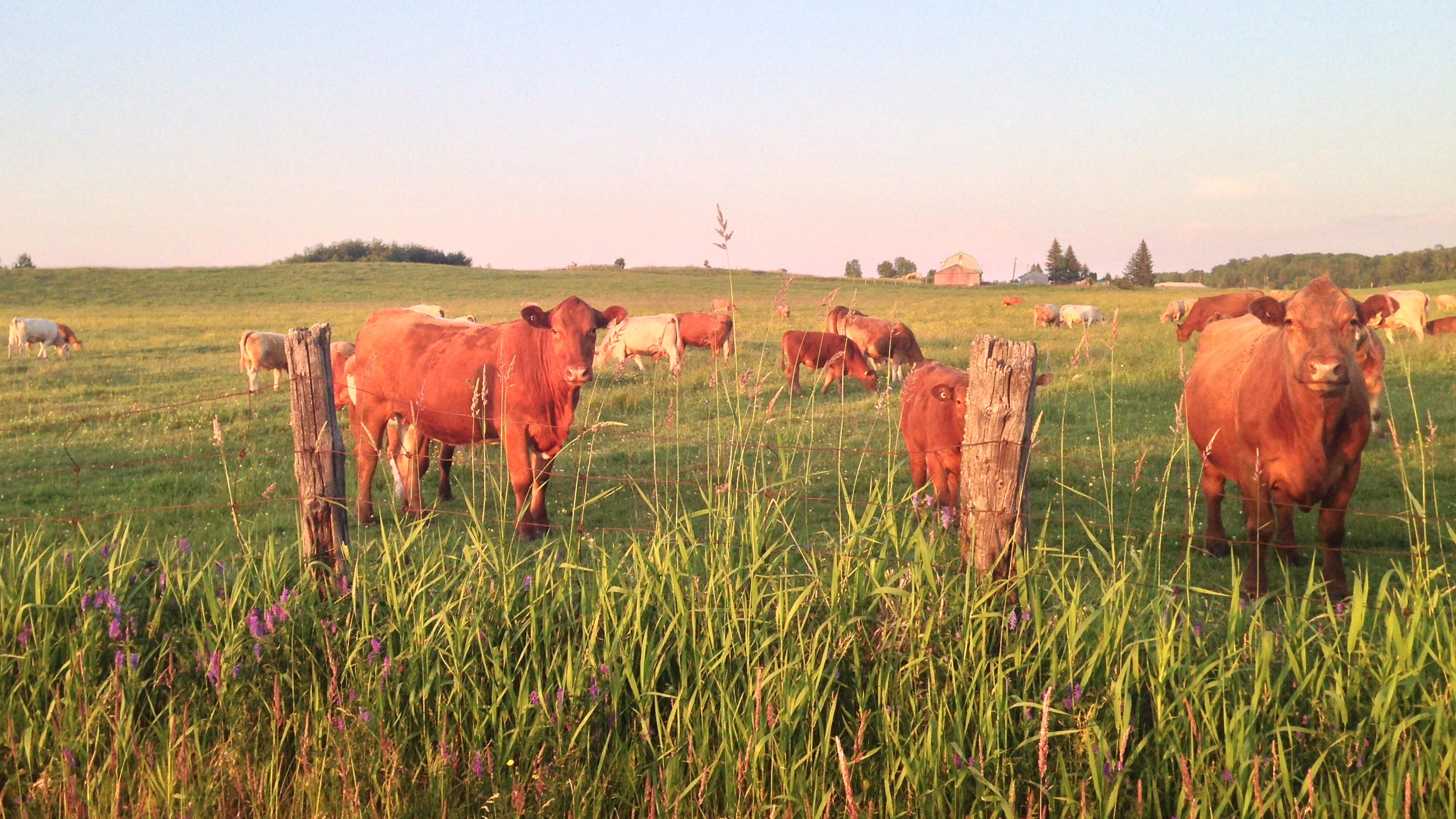 Série agricole :  le morcellement des terres
Série agricole :  le morcellement des terres