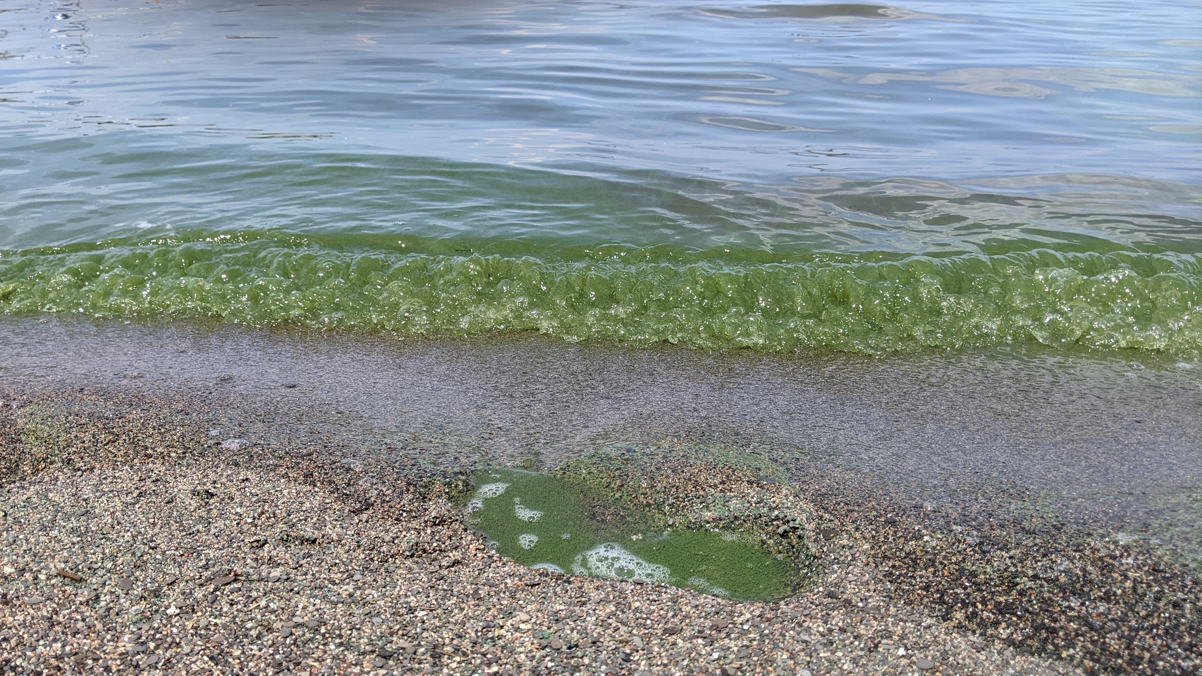 Cyanobactéries sans grande chaleur, comment est-ce possible?