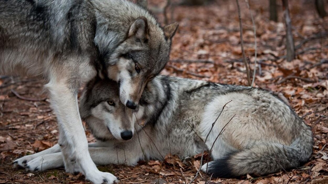 Des Loups De L Alberta Heros Du Parc De Yellowstone Radio Canada Ca