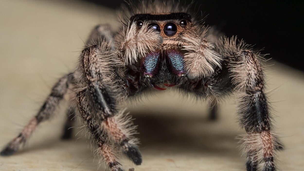 Vidéo. Les araignées sauteuses sont filoguidées ! - Sciences et Avenir