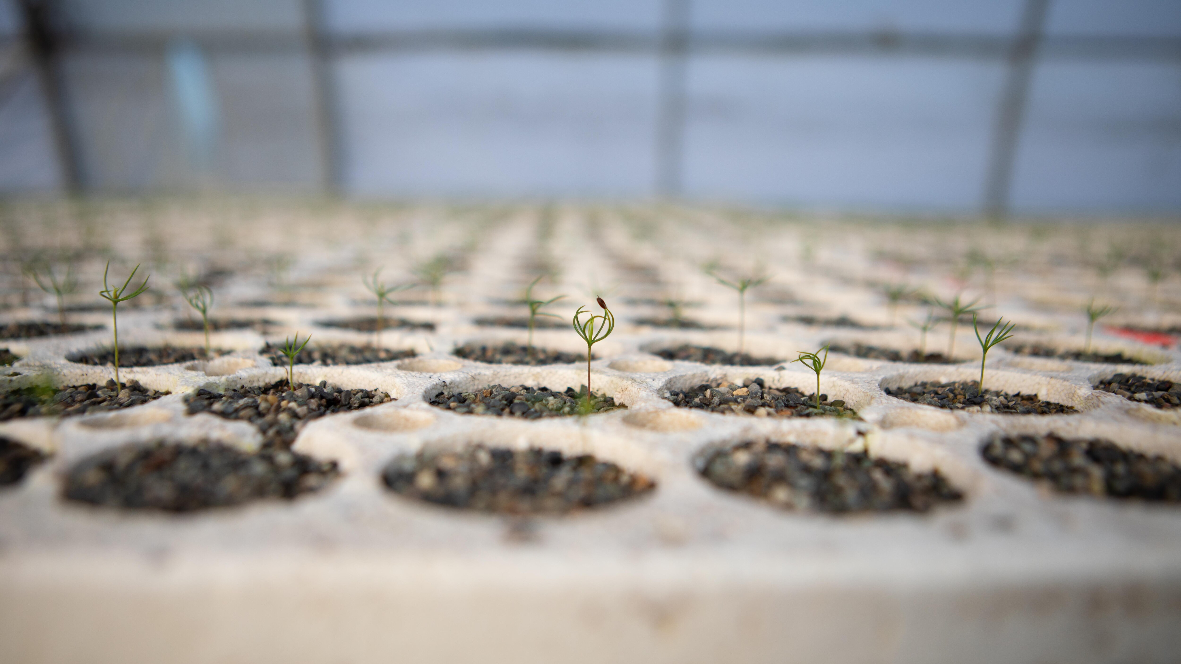 Combattre le réchauffement climatique un arbre à la fois
Combattre le réchauffement climatique un arbre à la fois