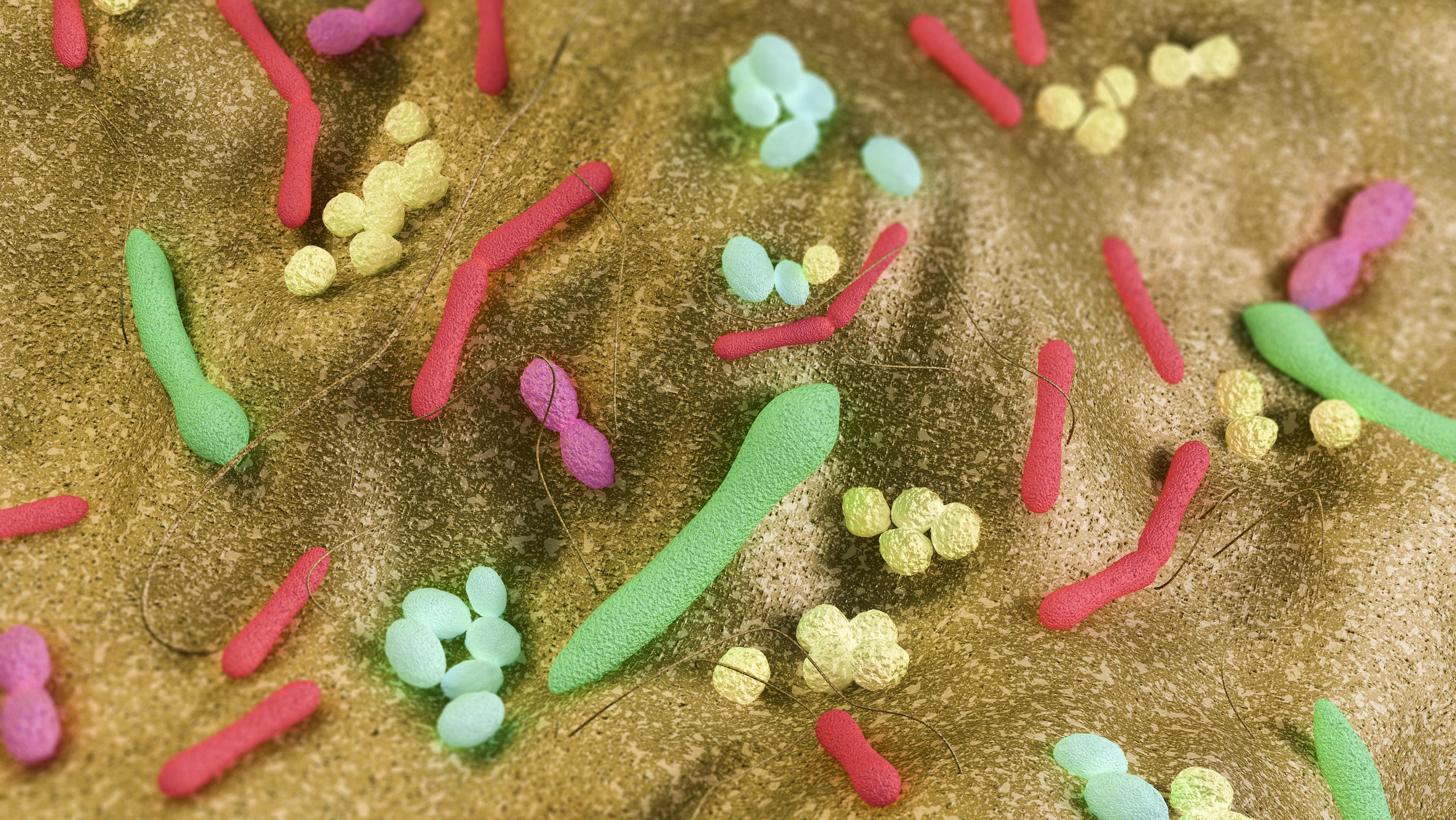 Bichonner le microbiote pour mieux combattre le cancer
Bichonner le microbiote pour mieux combattre le cancer
