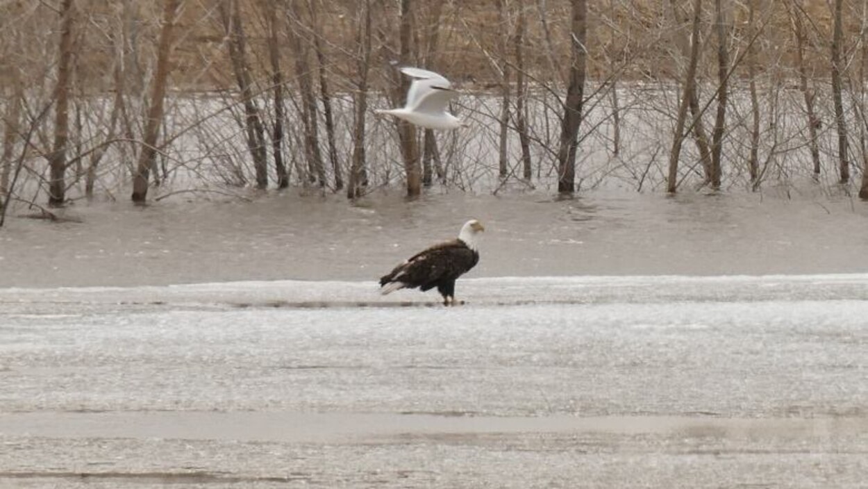 2 suspected cases of avian flu now confirmed in Manitoba, province says ...