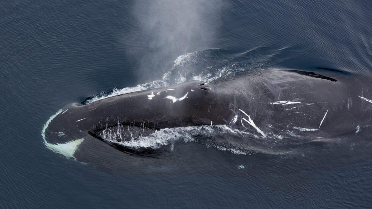 Les Baleines Boreales De Veritables Crooners De La Penombre Radio Canada Ca