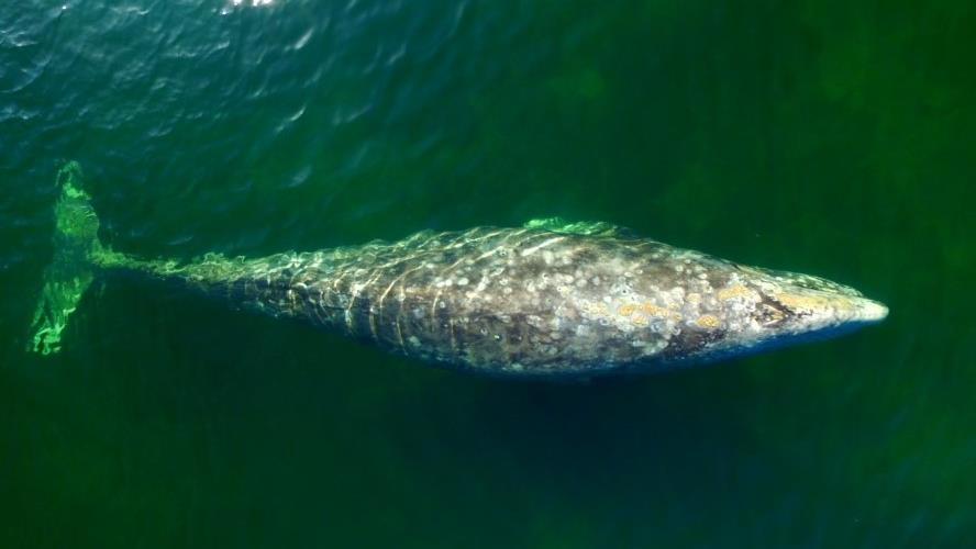 Les études Sur Les Migrations Des Baleines Grises Sur Pause En Raison ...