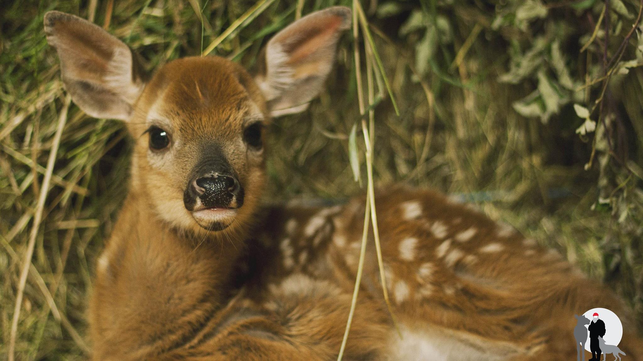 Certaines Mesures A Prendre Avec Les Petits Animaux En Foret