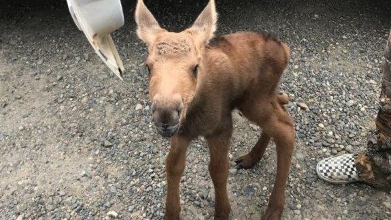 Partis A La Chasse Des Eleves Prennent Un Jeune Orignal Sous Leur Aile Radio Canada Ca
