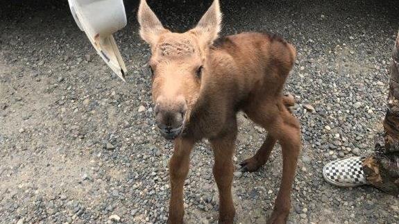 Partis A La Chasse Des Eleves Prennent Un Jeune Orignal Sous Leur Aile Radio Canada Ca Partis A La Chasse Des Eleves Prennent Un Jeune Orignal Sous Leur Aile Radio Canada Ca