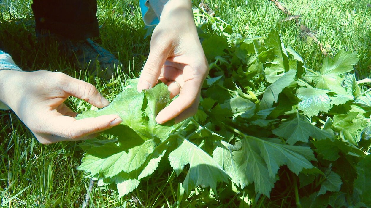 Berce spondyle : mode d'emploi quand vous observez une plante | Radio-Canada