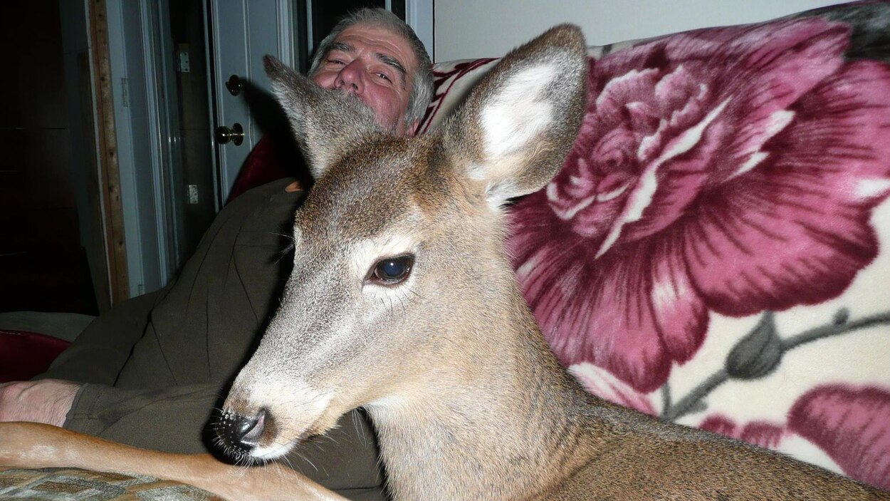 Un Cerf Dans Une Grande Maison Radio Canada Ca