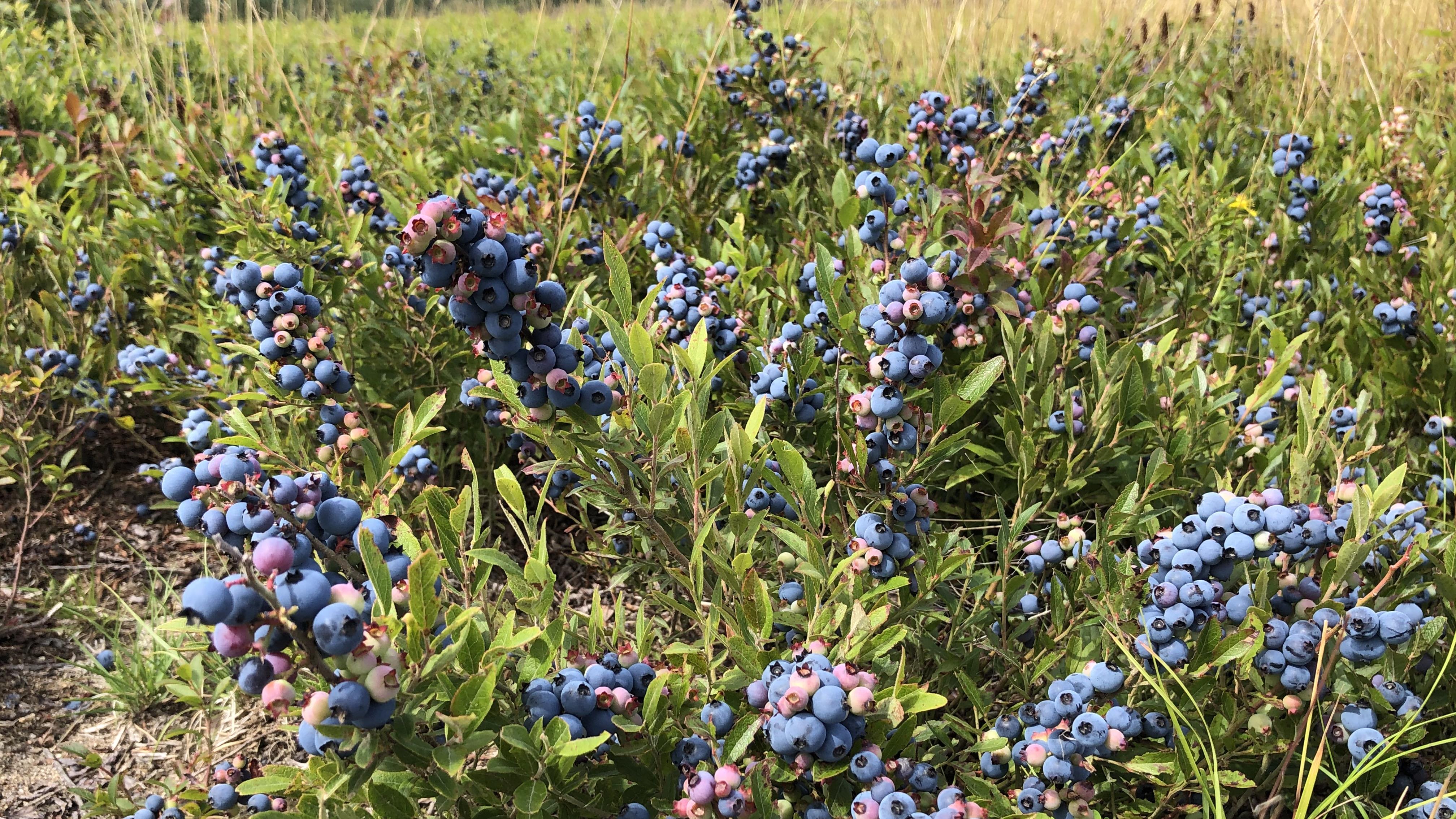 Le temps des récoltes bon prix pour le bleuet