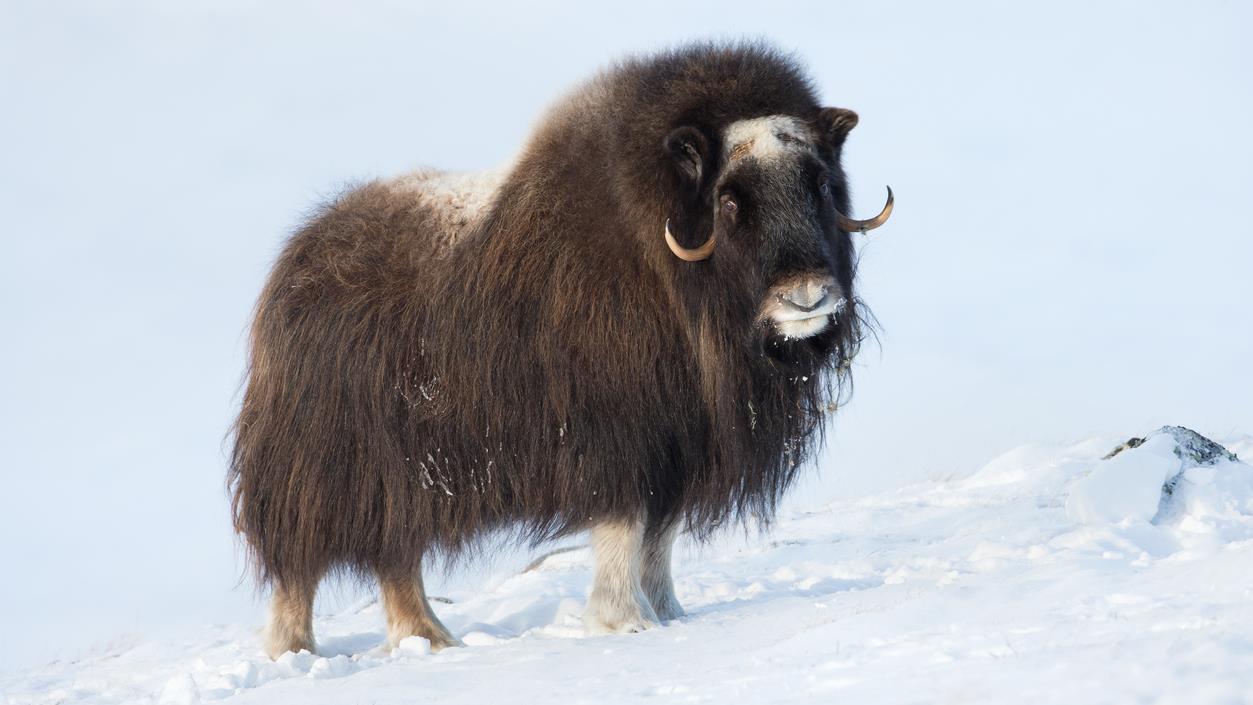 Presence D Un Boeuf Musque Dans Le Secteur De Schefferville