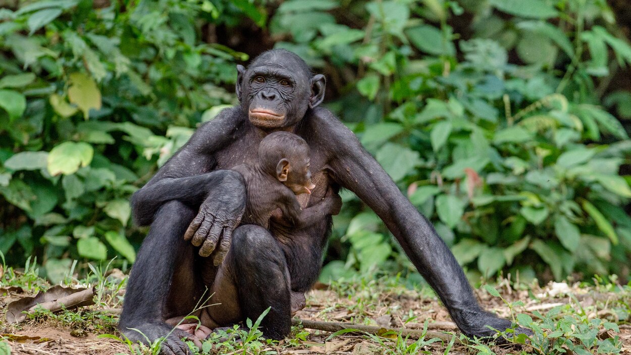 Des Femelles Bonobos Accompagnent La Future Maman Lors De L Accouchement Radio Canada Ca