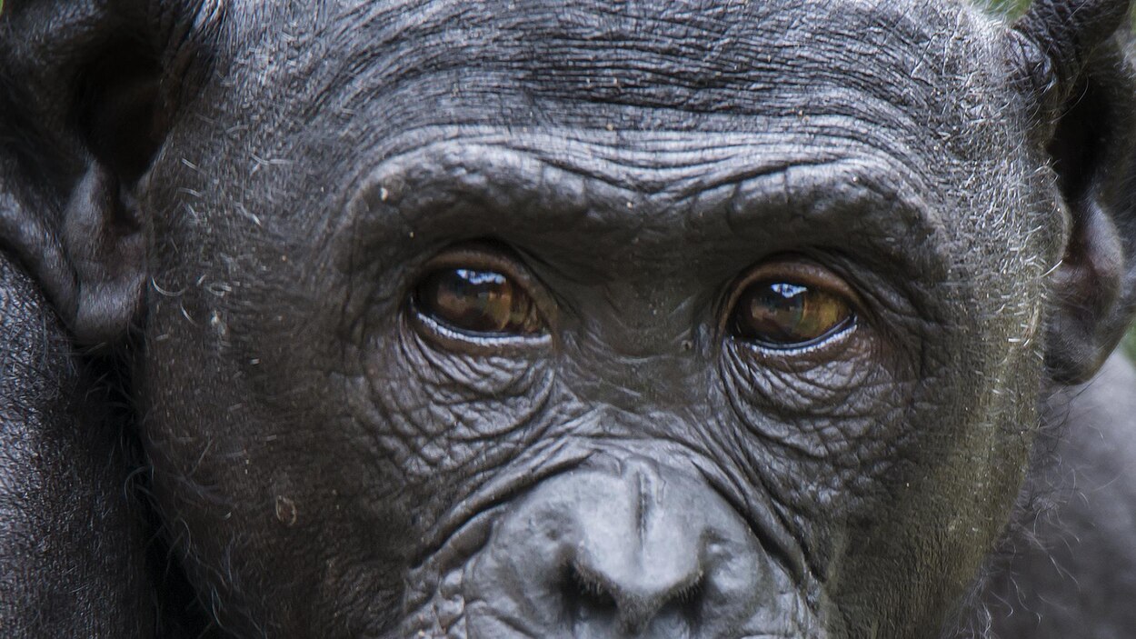 Les bonobos préfèrent les tyrans RadioCanada