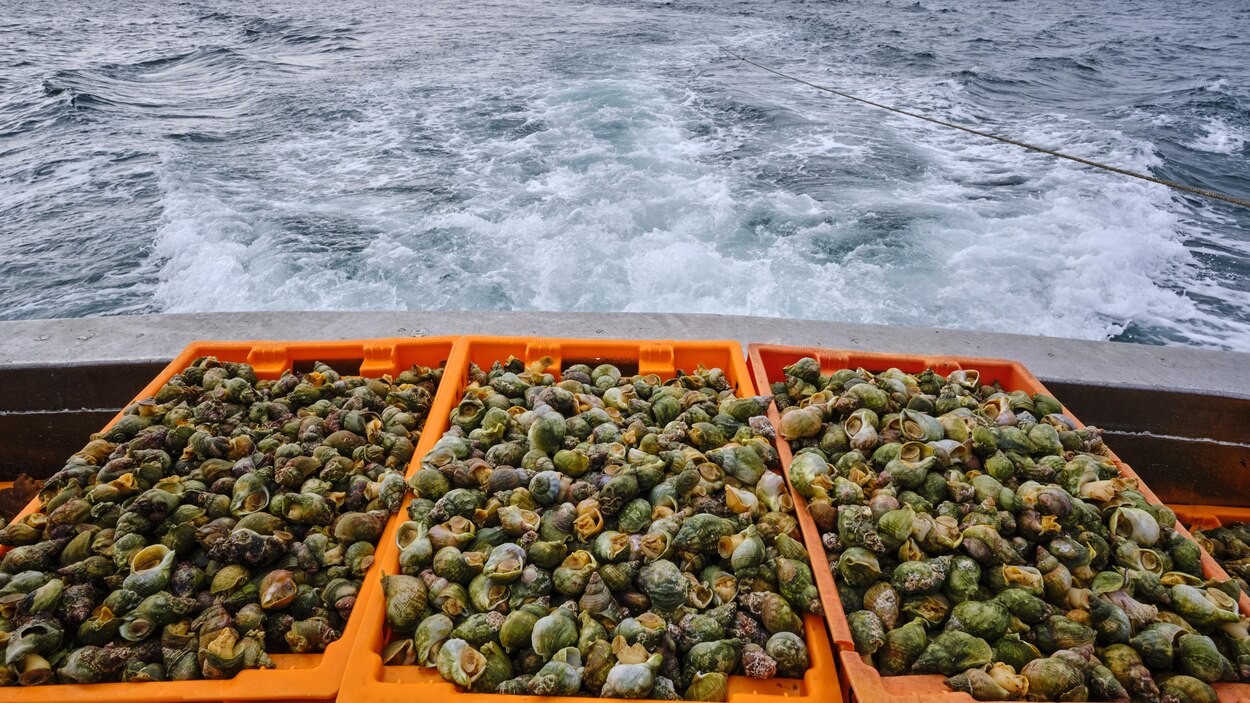 Pêches et Océans autorise une pêche commerciale au bourgot en N.-É ...